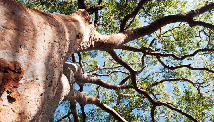 アルチザン杢 ユーカリの木